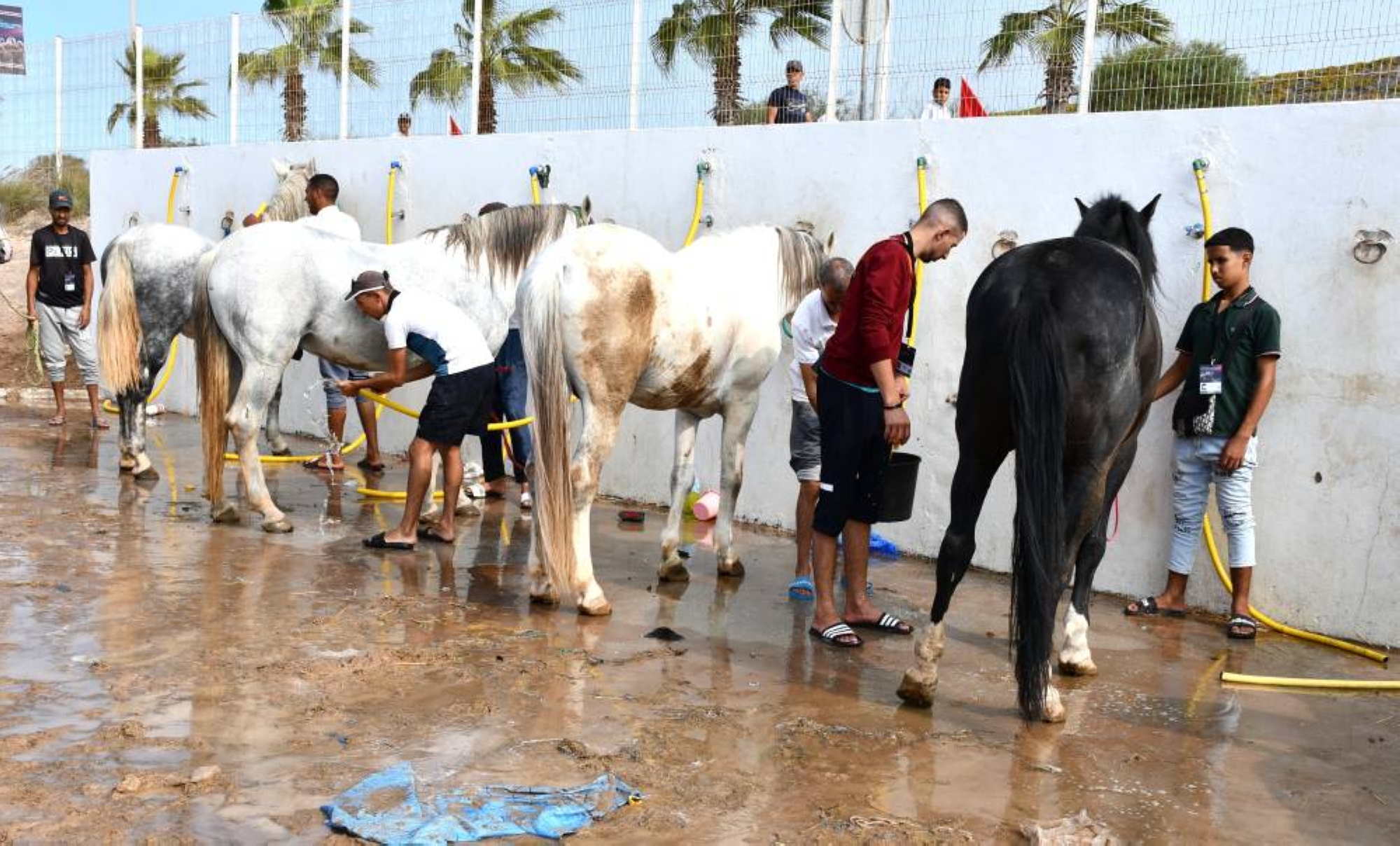 Salon du cheval 2023 : les mordus d’équitation ont l’embarras du choix !