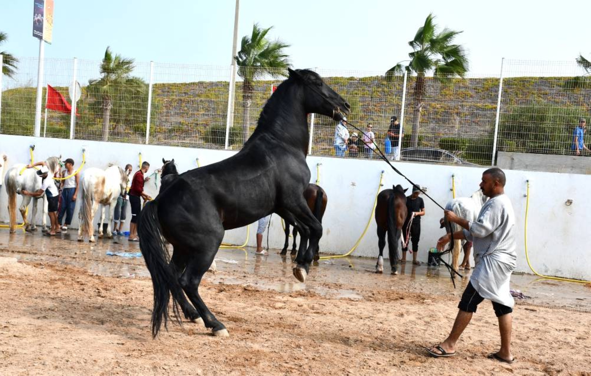 Salon du cheval 2023 : les mordus d’équitation ont l’embarras du choix !