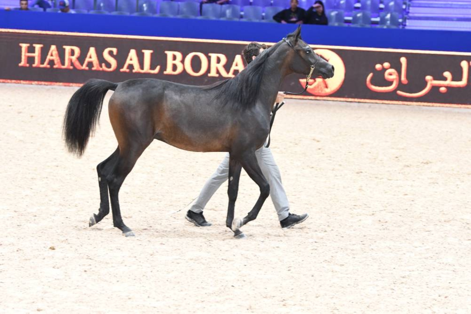 Salon du cheval 2023 : les mordus d’équitation ont l’embarras du choix !