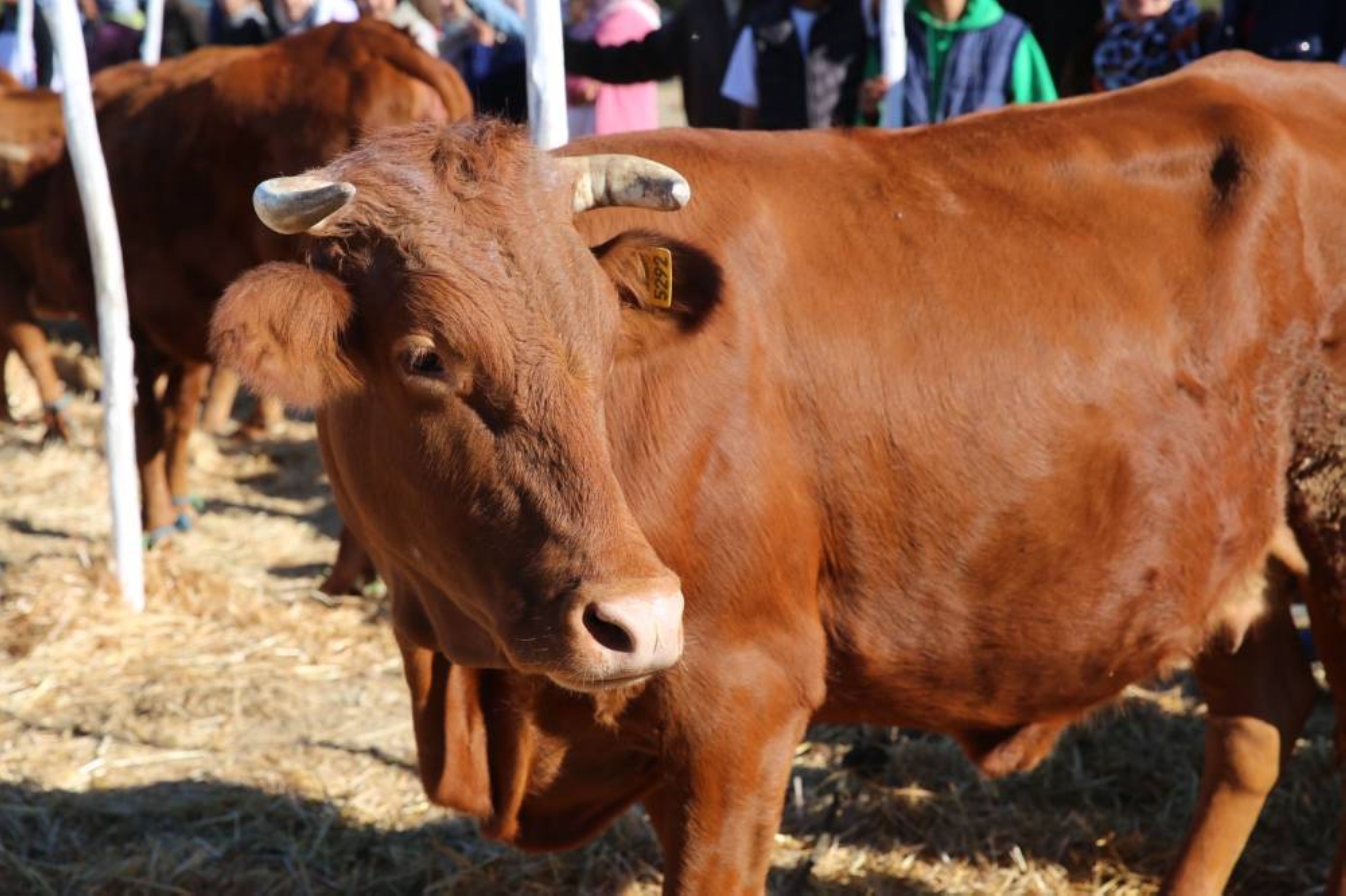 Bovins Oulmès-Zaer : Signature d'une convention pour élargir le cheptel à 15.000 têtes