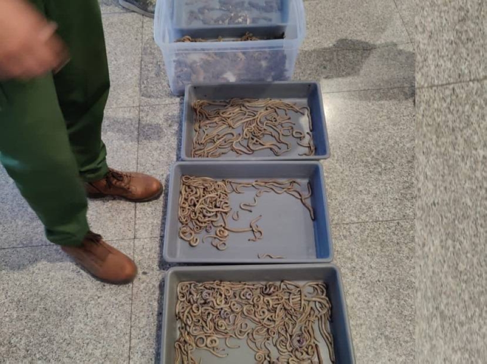 Trafic illégal des serpents, une menace pour la biodiversité au Maroc