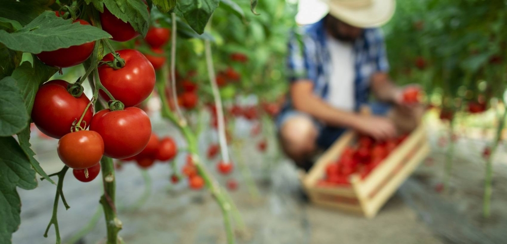 Entrepreneuriat en agriculture : le programme dédié à Marrakech-Safi avance