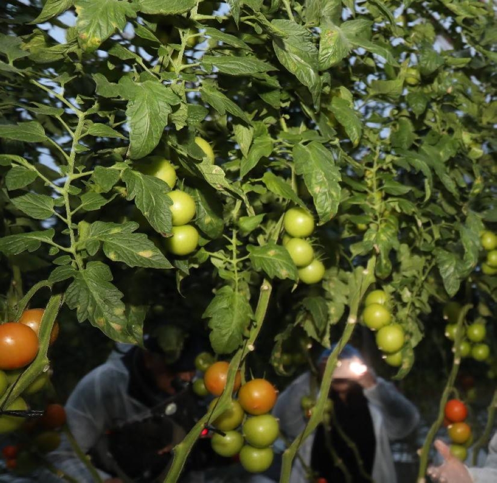 Comment le ministère de l’agriculture gère la pénurie d’eau et l’inflation