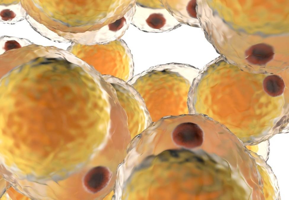 Le pouvoir méconnu des cellules graisseuses : un bouclier contre les infections