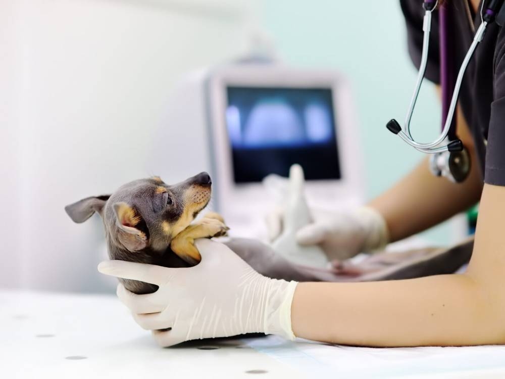 Signature d'une convention pour la formation des médecins vétérinaires
