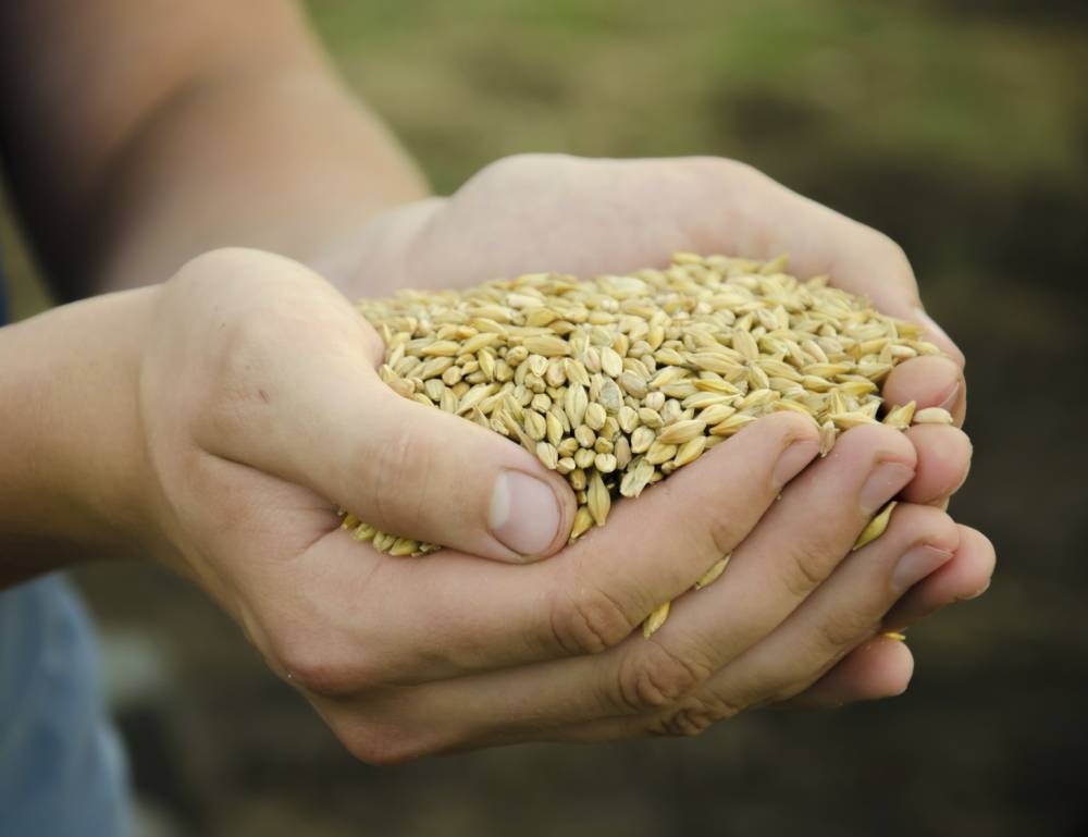 Béni Mellal-Khénifra : Distribution de 719.000 quintaux d'orge subventionnée aux agriculteurs