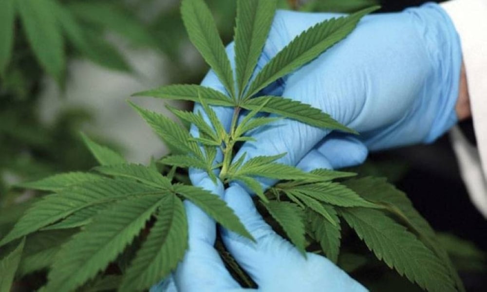 Cannabis médical et industriel : le Maroc sur une stratégie intégrée