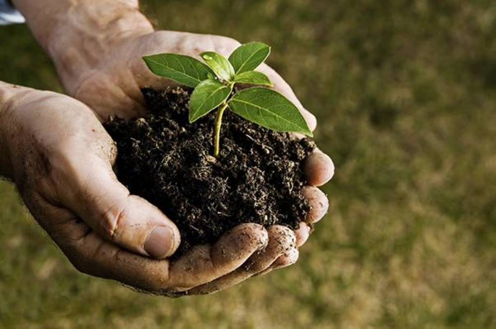 La transformation des systèmes agroalimentaires dans la région MENA doit s'accélérer (FAO)