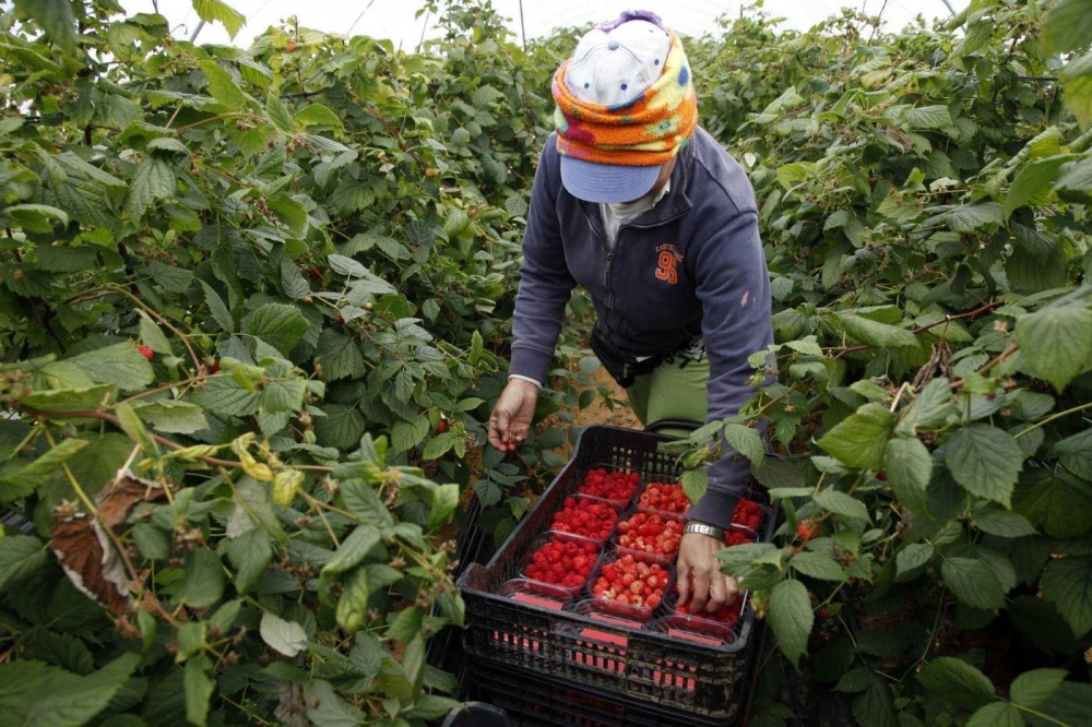 L’Espagne va accueillir 16.000 saisonnières marocaines en 2024