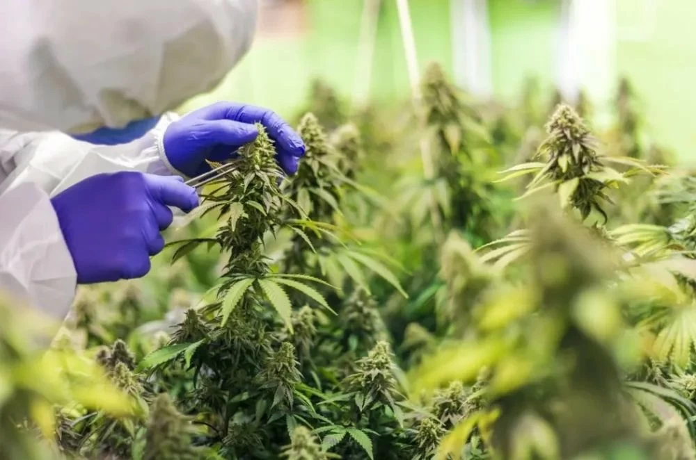 La première récolte de Cannabis légal au Maroc, destiné à des fins médicales et industrielles, a été réalisée par 32 coopératives regroupant 430 agriculteurs couvrant 277 hectares dans les régions montagneuses du nord du Rif.
