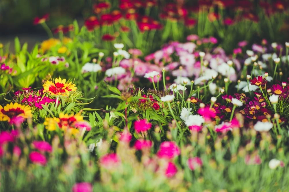 Colorful Garden Spring Flowers Closeup Photo. Gardening Theme.