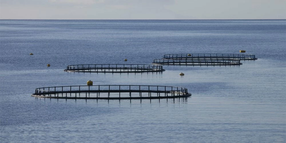 Selon les données fournies en février dernier par le département de la Pêche maritime, la filière aquacole au Maroc compte quelque 442 projets et fermes aquacoles d’une capacité de production cible dépassant les 300.000 tonnes par an à terme.

