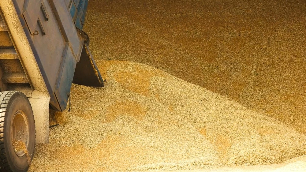 Pile of grain in a warehouse storage. Trail dumping wheat in a heap.