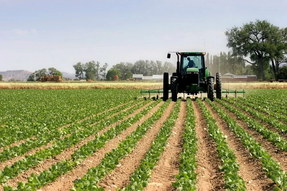 Au Maroc, la superficie emblavée en semences certifiées, toutes espèces confondues, occupe 1,5 million ha, soit 25% de la superficie agricole utile nationale.