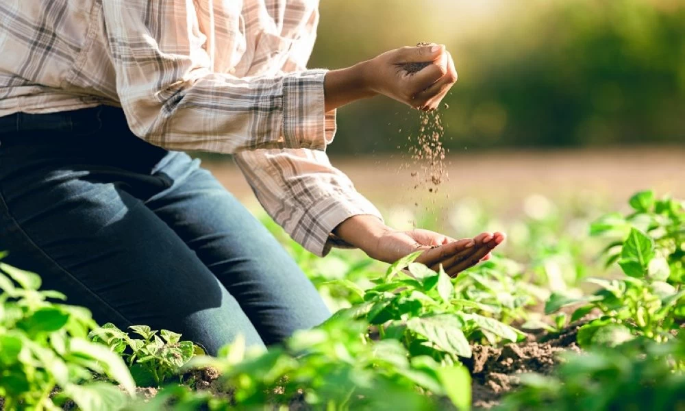 La superficie des terres collectives ouverte à la Melkisation en bour et en irrigué est de près de 562.182 ha, 67% en bour et 33% en irrigué.