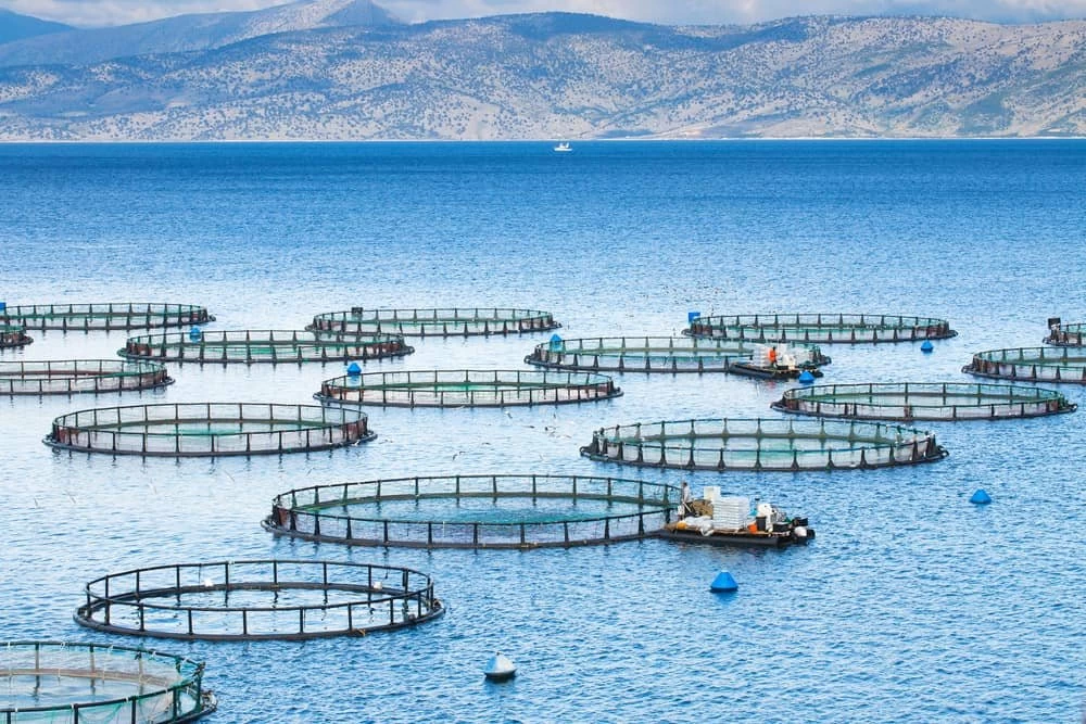 Selon les données de l’Agence, le secteur compte actuellement plus de 300 projets autorisés pour l’aquaculture, dont près de 200 sont installés ou en cours d’installation.