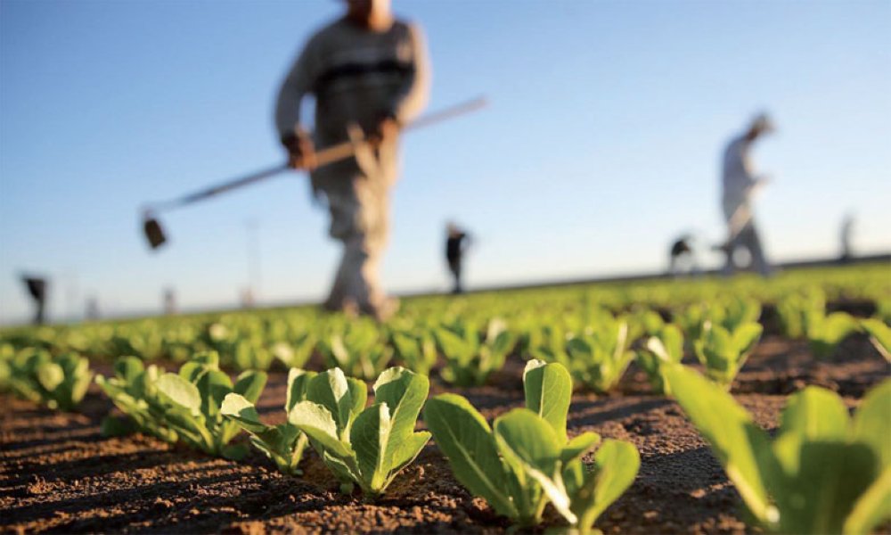 L'État offre à la location plus de 5.200 ha de terrains domaniaux agricoles