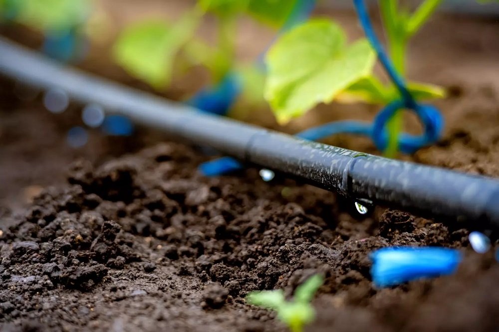 Kénitra: Plus de 4.700 agriculteurs bénéficient de la reconversion en irrigation localisée