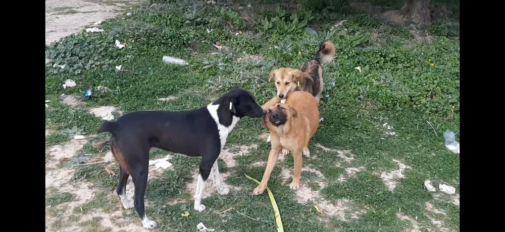 Cómo luchan las autoridades locales contra el fenómeno de los perros callejeros