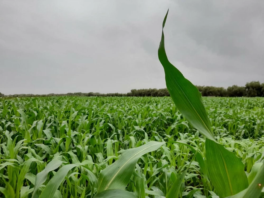 Le système d'assurance multirisque climatique pour les céréales, légumineuses et cultures oléagineuses couvrira pour la prochaine saison agricole quelque 1,20 million d'hectares.