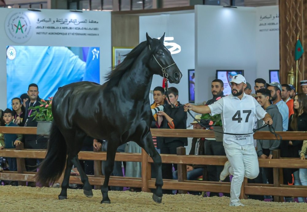 Salon du cheval 2024 : une quinzième édition sous le signe de l’élevage équin au Maroc