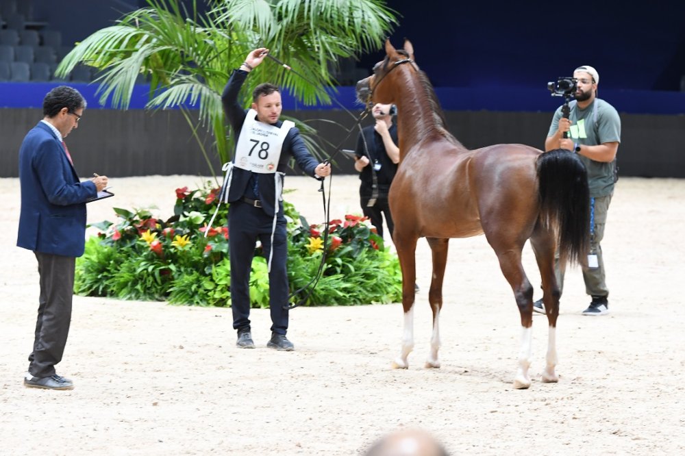 Salon du cheval 2024 : animations, shows équestres... les visiteurs devant l’embarras du choix