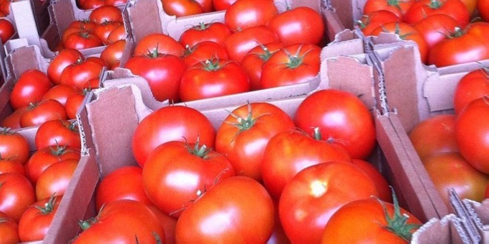 Tomates : les exportations au plus haut niveau de Janvier à juillet 2024