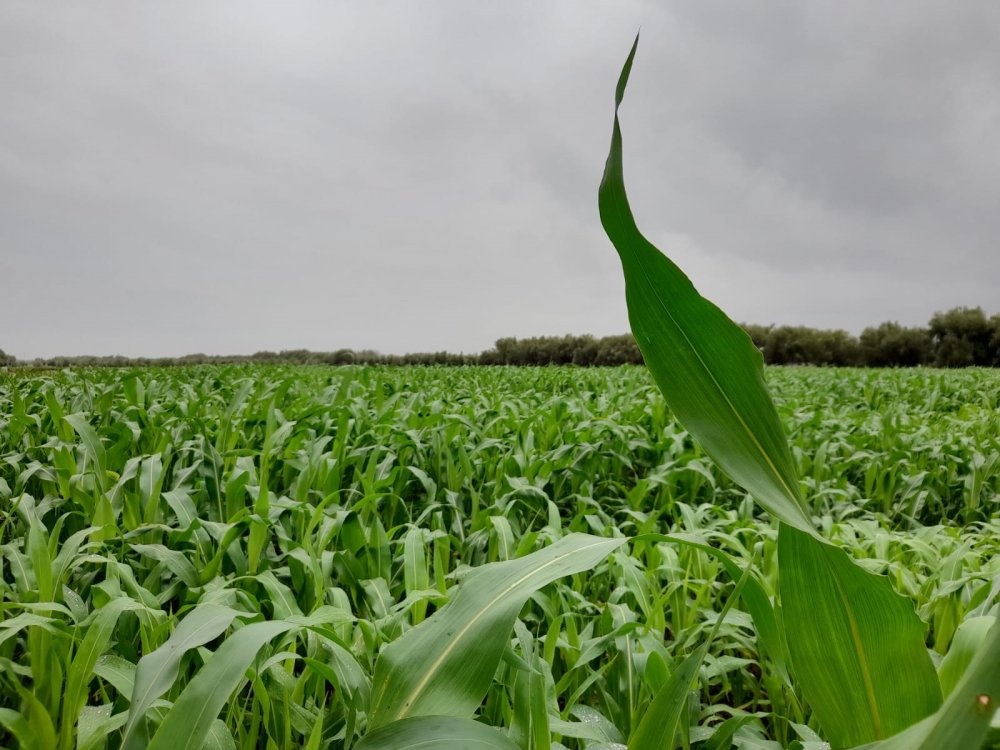 Les récentes pluies promettent un bon démarrage de la campagne agricole