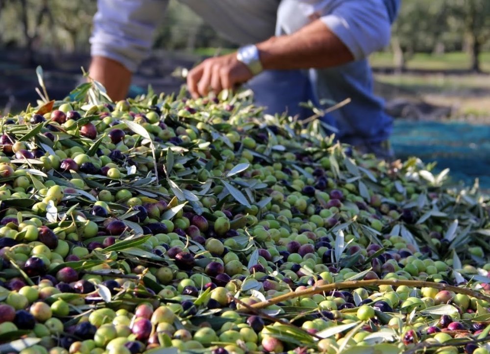 A Taounate, les pluies de septembre et octobre sauvent la campagne oléicole