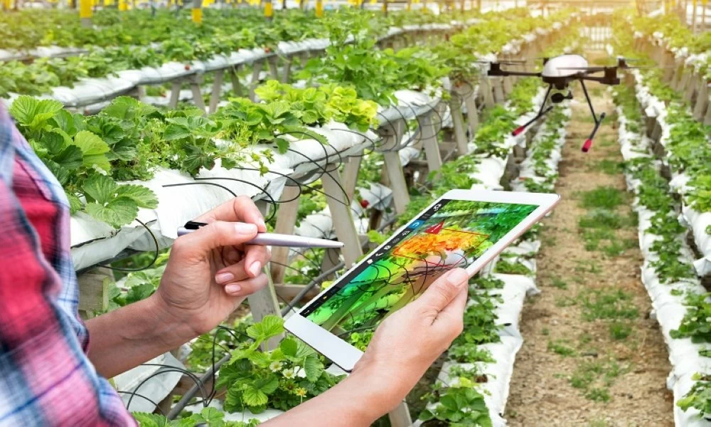 Génération Green prévoit parmi ses axes la facilitation de l’accès des jeunes au foncier agricole afin de permettre à 45.000 d’entre eux de bénéficier de terrains agricoles dans le cadre de la valorisation 
de 1 million d’hectares des terres collectives.