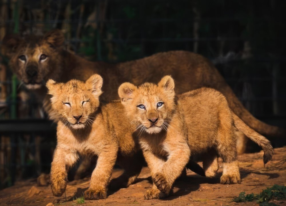 Le nouveau lionceau de l'Atlas Azaghar s'intègre au jardin zoologique de Rabat