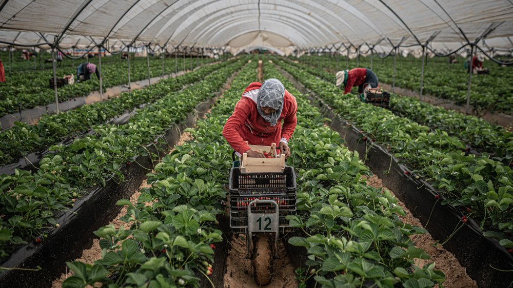 Production de fraise : l'Espagne cherche des travailleurs saisonniers marocains à 50 €/jour