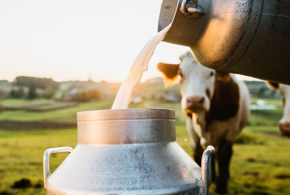 La production laitière nationale a chuté de 25% depuis 2020 (Maroc Lait)