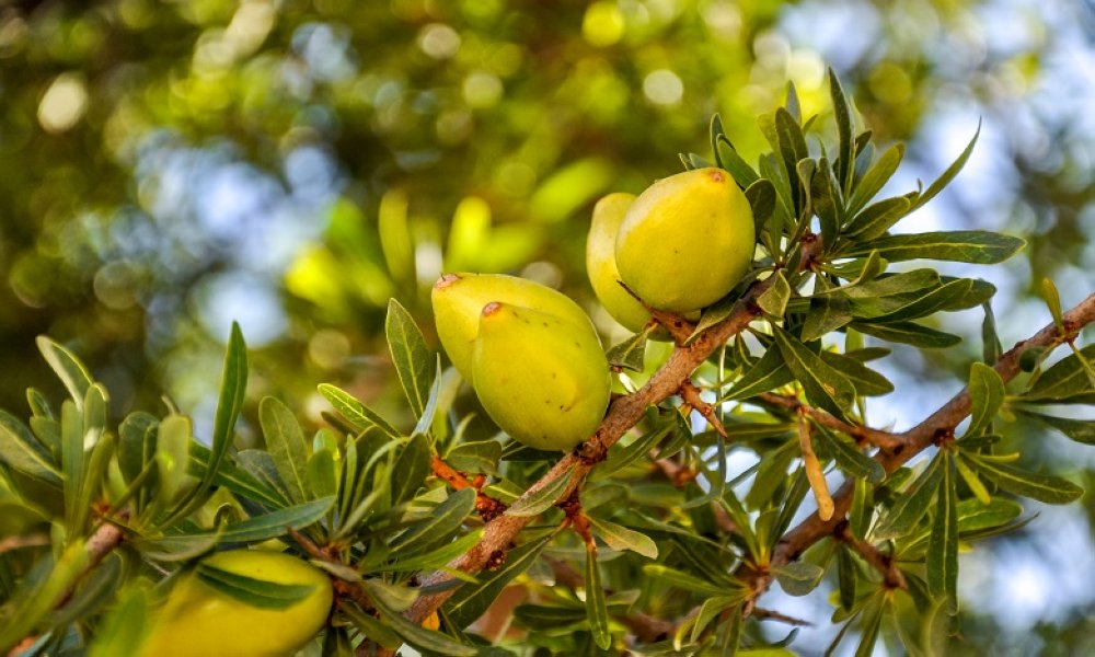 Le Maroc sur un projet de plantation de 10.000 hectares d’arganier