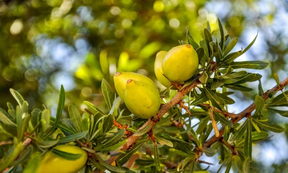 Le projet DARED, financé par le Fonds vert pour le climat, vise à réduire les émissions de CO₂ par la promotion des plantations de l'arganier sur une superficie de 10.000 hectares ainsi que l'amélioration des moyens de subsistance des communautés rurales.