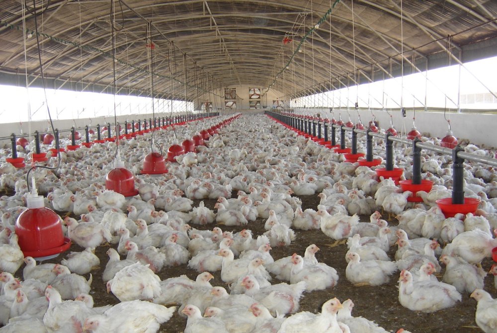 Les éleveurs avicoles alertent sur la montée fulgurante des coûts de production du poulet