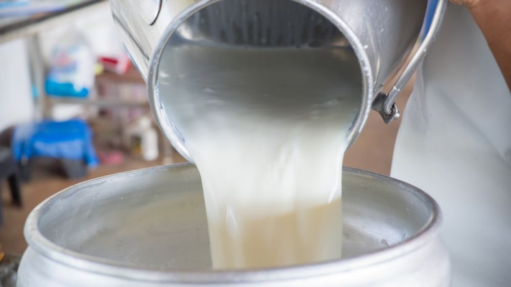 Le lait écossais pasteurisé bientôt sur le marché marocain