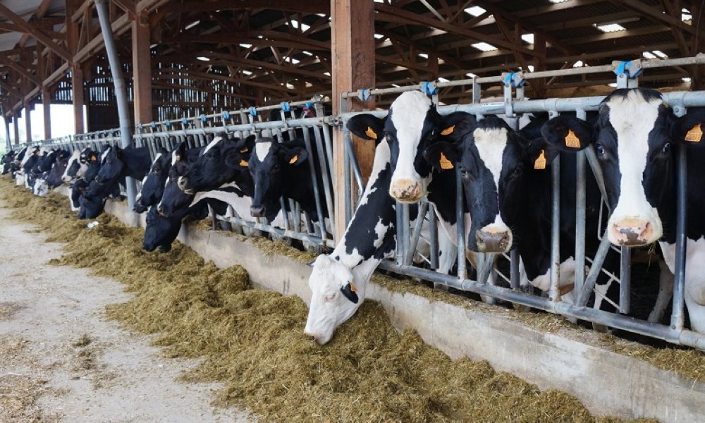 Lait frais écossais : La profession écarte l’importation, le Maroc assure hautement son autosuffisance !