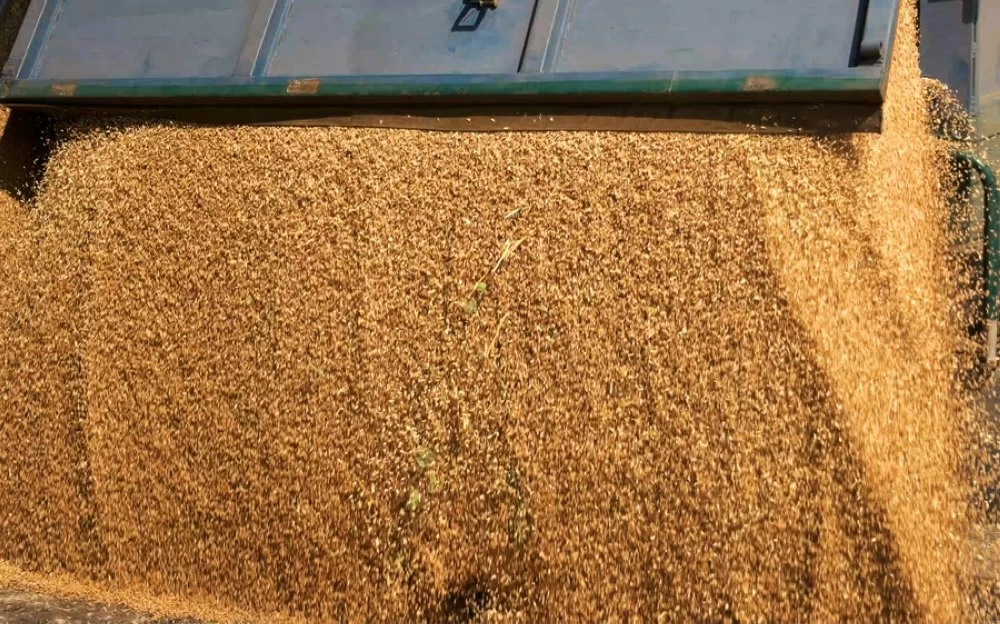 Corn grain pouring in a agricultural silo. Close up. Wheat hatvest.