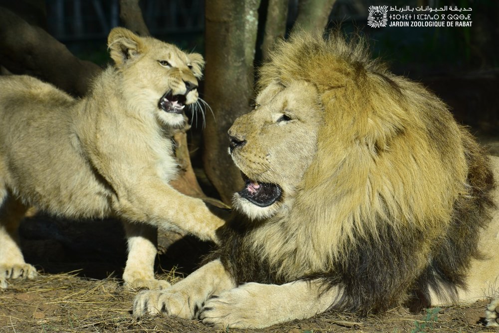 Le Zoo de Rabat célèbre son 13e anniversaire