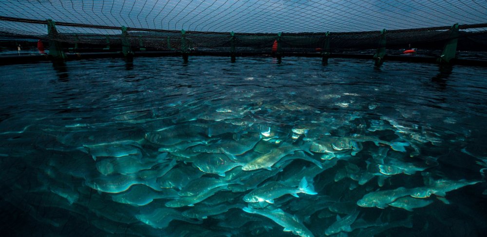 Pêche et aquaculture continentales : Ce que prévoit le nouveau cadre juridique