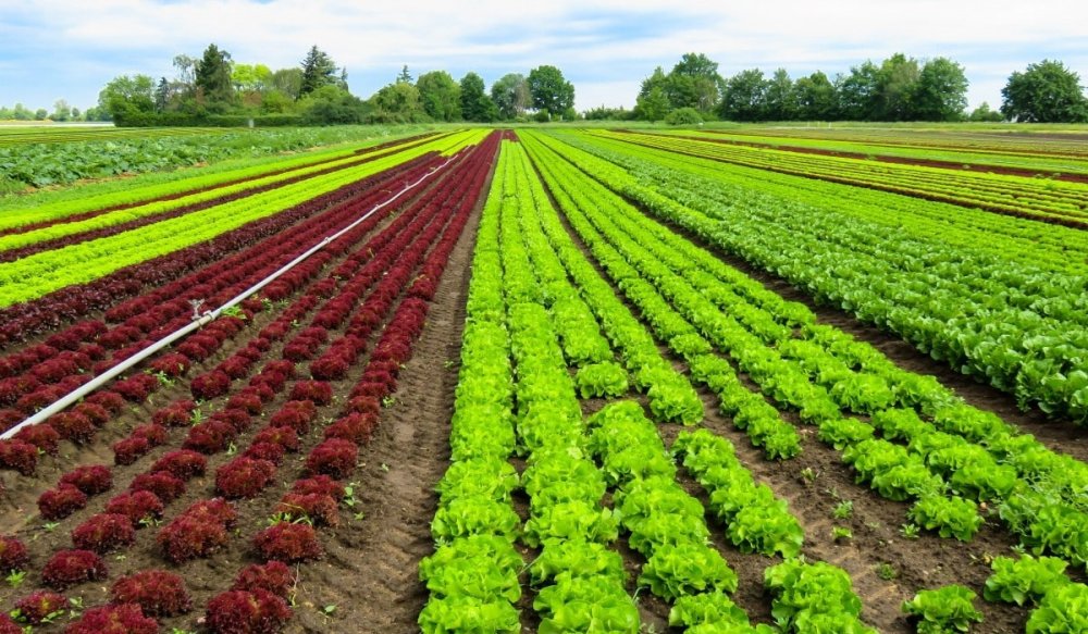 Agriculture biologique : les priorités du nouveau bureau élu de la Famibio