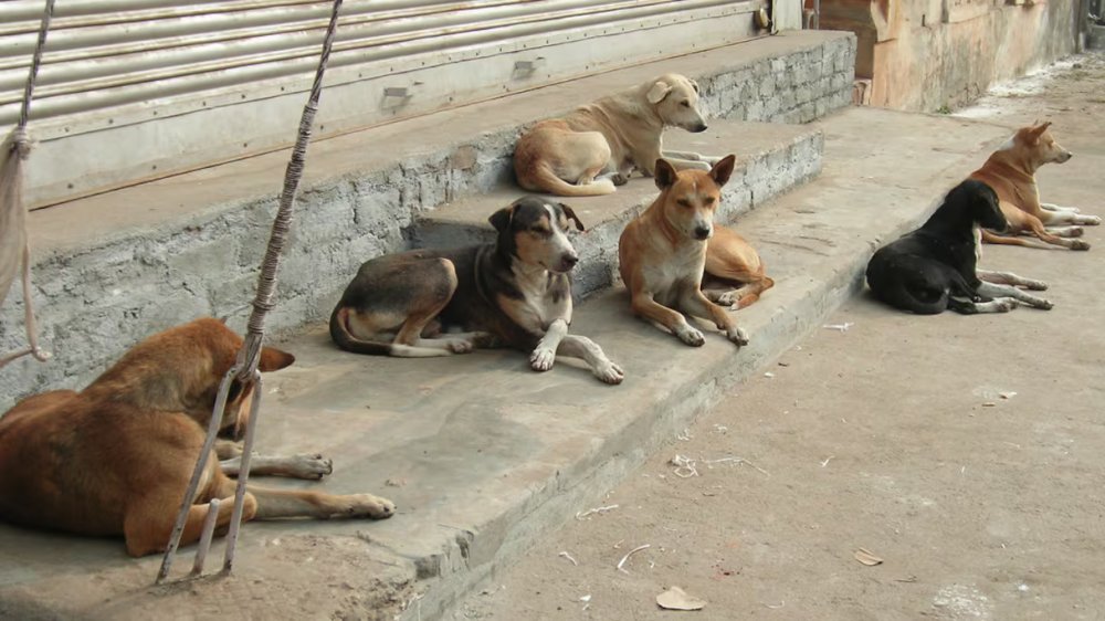 Abattage des chiens errants au Maroc: "des allégations infondées" selon le ministère de l'Intérieur