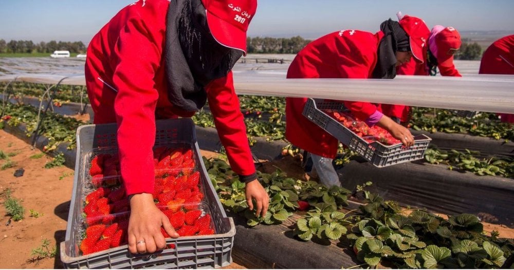 Fraises marocaines "contaminées" : L’ONSSA rassure, aucune alerte européenne n’a été émise