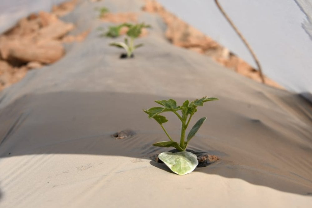 L’étonnante résilience des cultivateurs des pastèques à Zagora face à la sécheresse