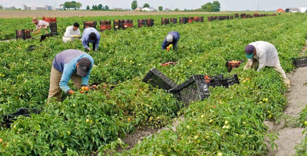 Secteur agricole : 13.344 infractions aux dispositions du Code du travail relevées en 2024