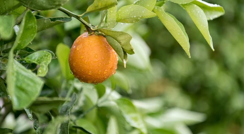 La pluie relance les espoirs d’une saison fructueuse pour les agrumes marocains