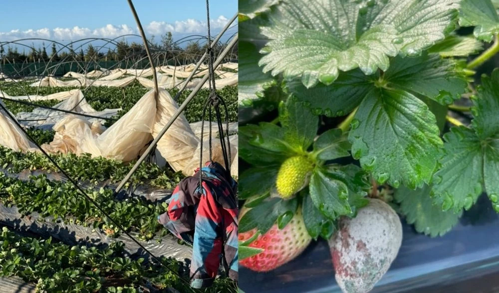 Inondations au Loukkos : 20% des serres de fruits rouges endommagées, l’export perturbé