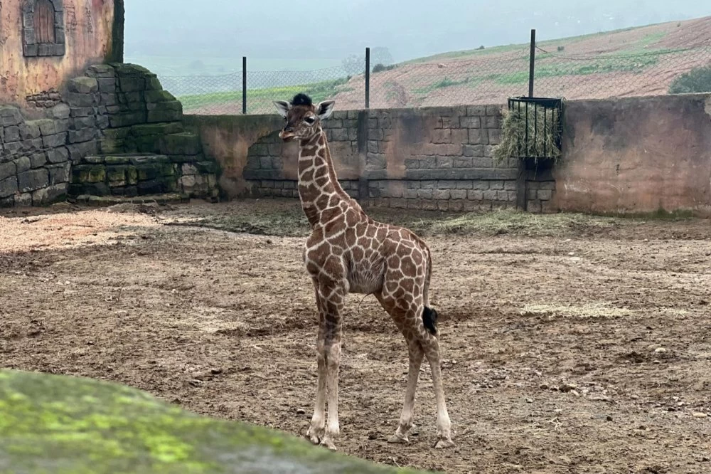 La toute première girafe née au Maroc voit le jour à Mohammedia