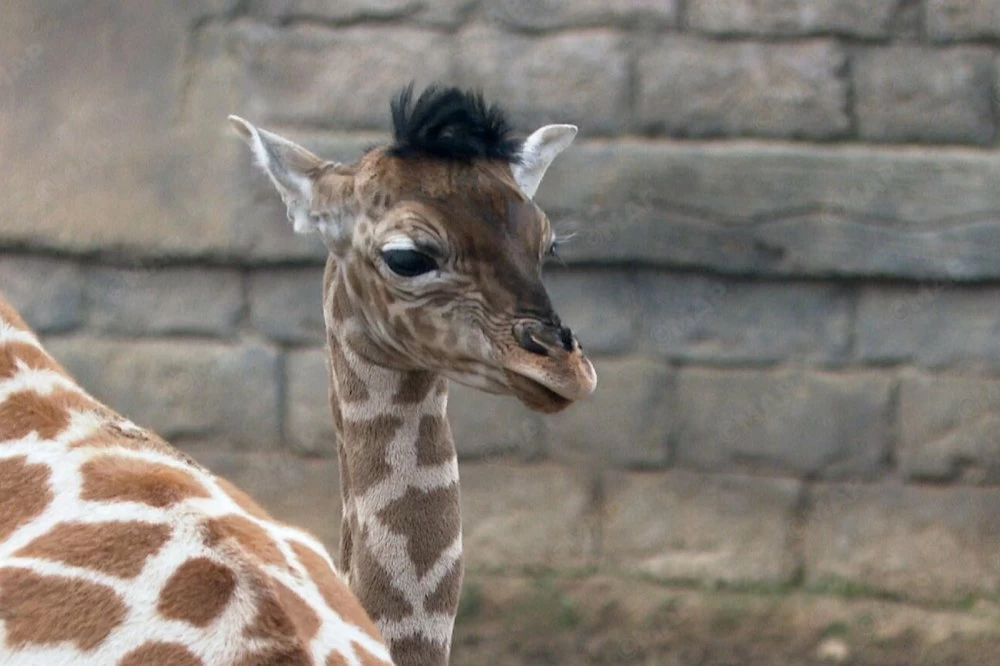 La toute première girafe née au Maroc voit le jour à Mohammedia